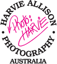 Harvie Allison Photography